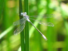 Lestes disjunctus
