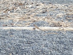 Charadrius bicinctus