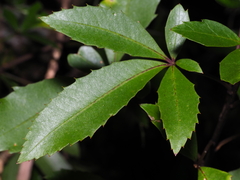 Pseudopanax colensoi
