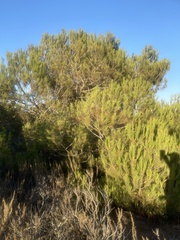 Pinus pinea