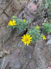 Heterotheca hirsutissima