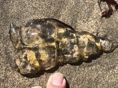 Chrysaora fuscescens