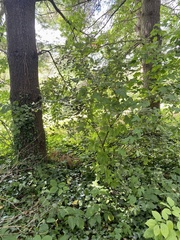 Elaeagnus pungens