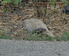Streptopelia decaocto