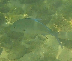 Caranx melampygus