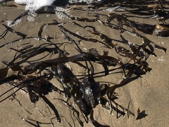 Laminaria sinclairii