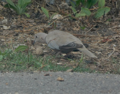 Streptopelia decaocto
