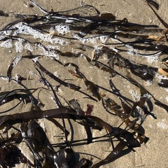 Laminaria sinclairii