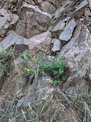 Heterotheca hirsutissima