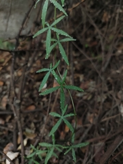 Tropaeolum