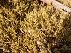 Racomitrium elongatum