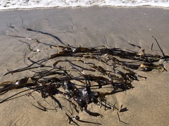 Laminaria sinclairii