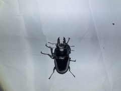 Neolucanus maximus vendli