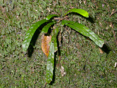 Grammitis stenophylla