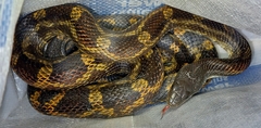 Pantherophis obsoletus