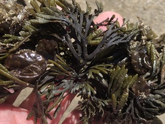 Pelvetiopsis limitata