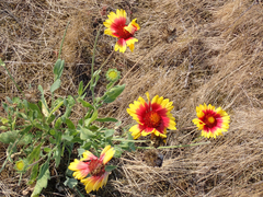 Gaillardia
