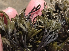 Pelvetiopsis limitata