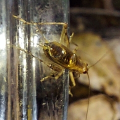Anaxipha exigua
