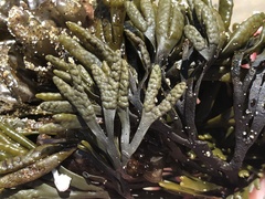 Pelvetiopsis limitata
