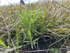 Wahlenbergia multicaulis