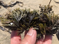 Pelvetiopsis limitata