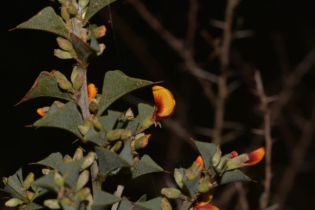 Boat-leaved Poison