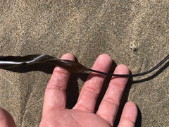 Laminaria sinclairii