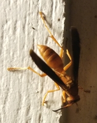 Polistes rubiginosus