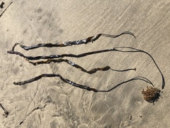 Laminaria sinclairii