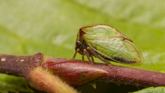 Stictocephala basalis