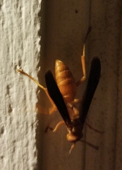 Polistes rubiginosus