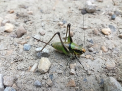 Eupholidoptera chabrieri