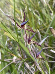 Lyperanthus suaveolens