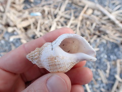 Austrofusus glans
