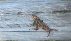 Sceloporus consobrinus