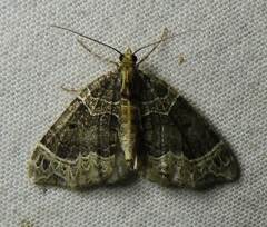 Ecliptopera silaceata