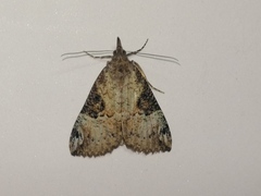 Hypena tristalis