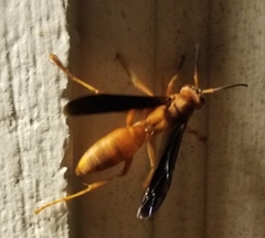 Polistes rubiginosus