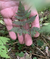Gymnocarpium dryopteris