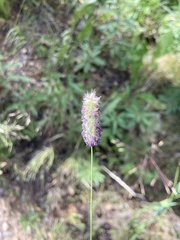 Phleum pratense