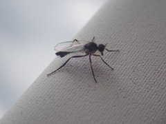 Empidoidea