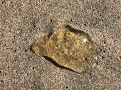 Chrysaora fuscescens