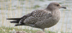 Larus argentatus