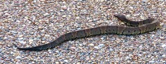 Agkistrodon piscivorus