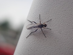 Empidoidea
