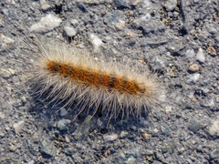 Hyphantria cunea