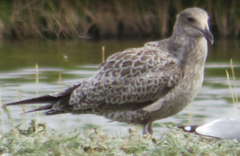 Larus californicus