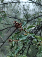 Escallonia illinita