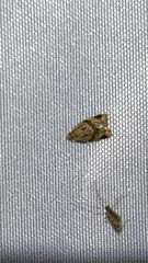 Clepsis peritana